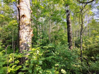 Land for Sale in Glidden, Wisconsin - image 3