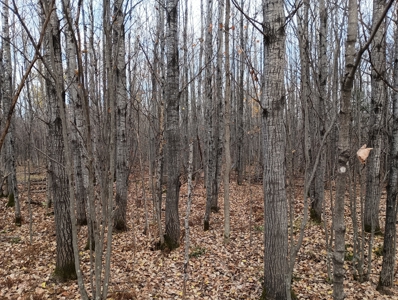 Land for Sale in Glidden, Wisconsin - image 24