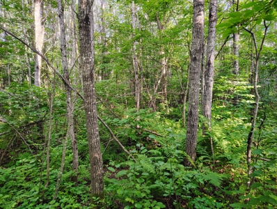 Land for Sale in Glidden, Wisconsin - image 4