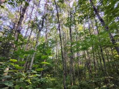 Land for Sale in Glidden, Wisconsin - image 2