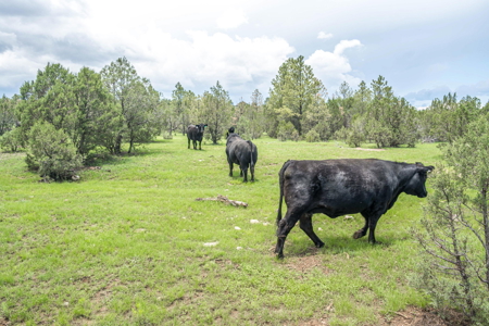 Well-Improved Working Ranch for Sale in Weed, NM - image 18