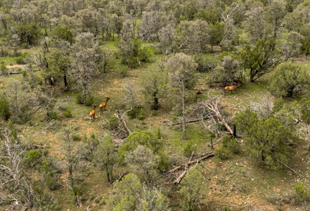 Well-Improved Working Ranch for Sale in Weed, NM - image 7