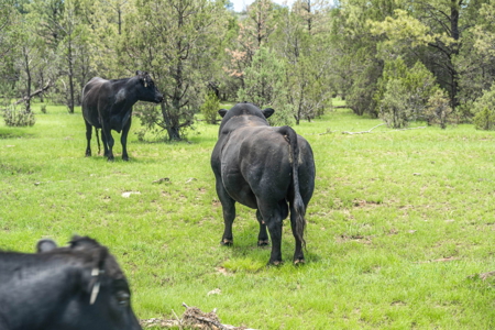 Well-Improved Working Ranch for Sale in Weed, NM - image 42