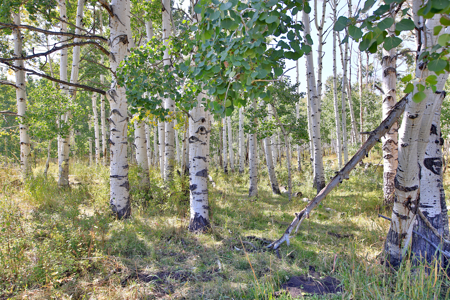 Western Colorado Ranch with Cabins, Ponds, Springs For Sale - image 43