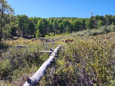 Western Colorado Ranch with Cabins, Ponds, Springs For Sale - image 21