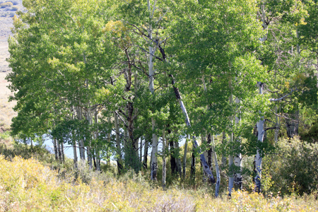 Western Colorado Ranch with Cabins, Ponds, Springs For Sale - image 45