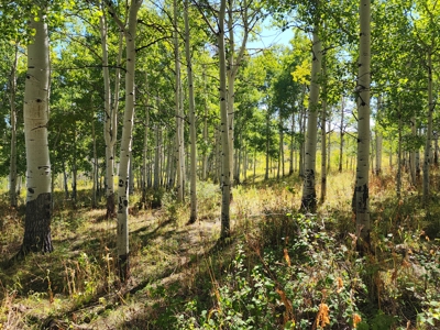 Western Colorado Ranch with Cabins, Ponds, Springs For Sale - image 17