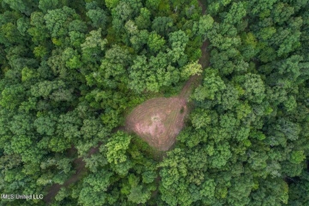 30 Acres of Prime Hunting Property in Hinds County - image 19