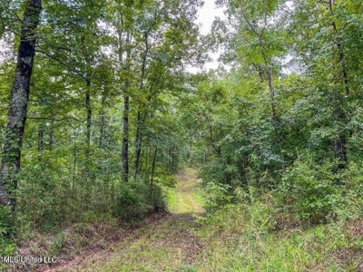 30 Acres of Prime Hunting Property in Hinds County - image 4