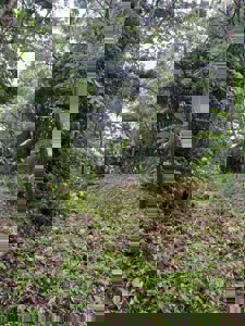 Land for Sale in Buenos Aires, Chame | 3016 m² and Mountain Views - image 3