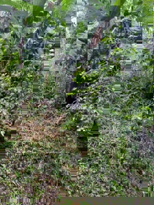 Land for Sale in Buenos Aires, Chame | 3016 m² and Mountain Views - image 8