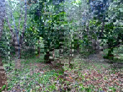 Land for Sale in Buenos Aires, Chame | 3016 m² and Mountain Views - image 7