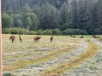 Nearly 400 ac Burlington Ranch in Chewelah, WA For Sale! - image 44