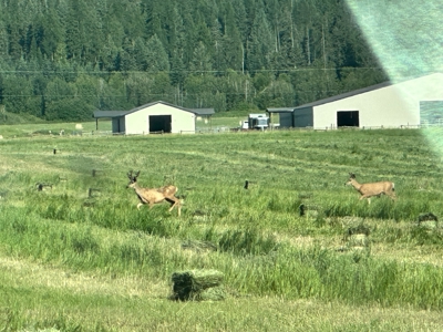 Nearly 400 ac Burlington Ranch in Chewelah, WA For Sale! - image 45