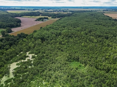 Tchula MS Delta 97 Acres for Sale - image 14