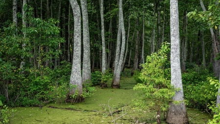 Tchula MS Delta 97 Acres for Sale - image 35