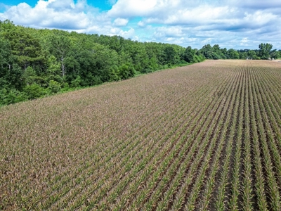 Tchula MS Delta 97 Acres for Sale - image 26