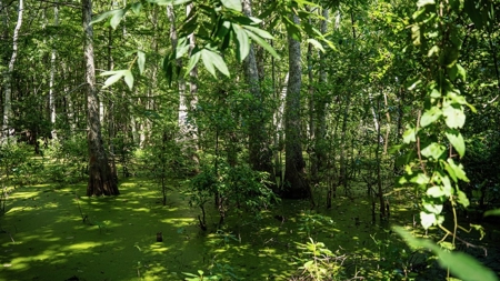 Tchula MS Delta 97 Acres for Sale - image 32