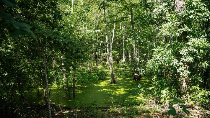 Tchula MS Delta 97 Acres for Sale