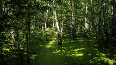 Tchula MS Delta 97 Acres for Sale - image 30