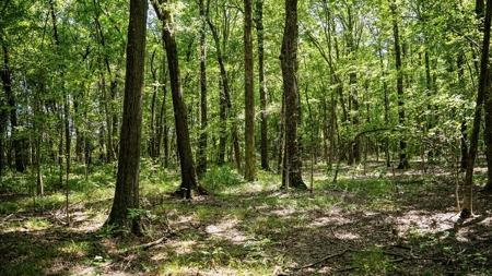 Tchula MS Delta 97 Acres for Sale - image 41