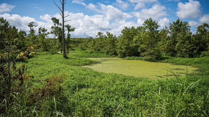 Tchula MS Delta 97 Acres for Sale