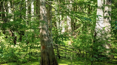 Tchula MS Delta 97 Acres for Sale - image 33