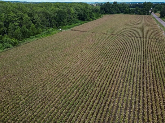 Tchula MS Delta 97 Acres for Sale