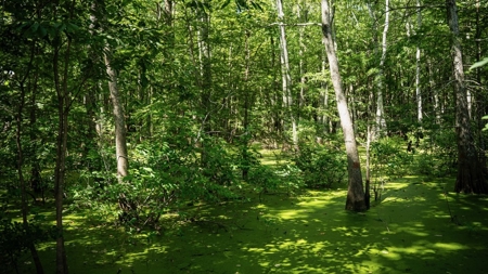 Tchula MS Delta 97 Acres for Sale - image 31