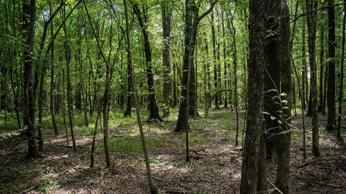 Tchula MS Delta 97 Acres for Sale