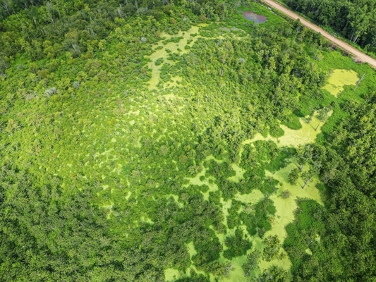 Tchula MS Delta 97 Acres for Sale