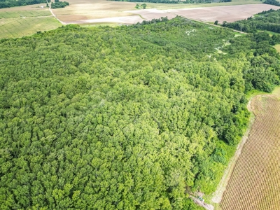 Tchula MS Delta 97 Acres for Sale - image 8