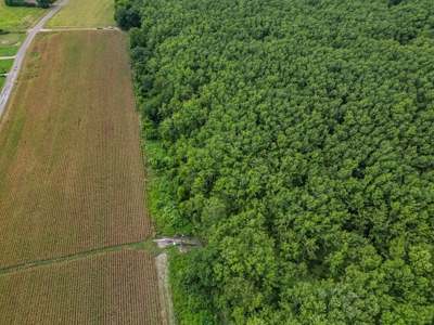 Tchula MS Delta 97 Acres for Sale - image 4