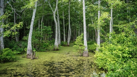 Tchula MS Delta 97 Acres for Sale - image 34