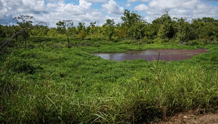 Tchula MS Delta 97 Acres for Sale - image 37