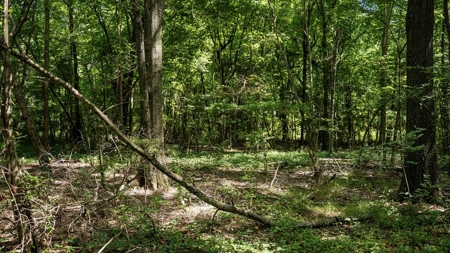 Tchula MS Delta 97 Acres for Sale - image 39