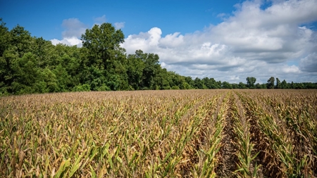 Tchula MS Delta 97 Acres for Sale - image 27