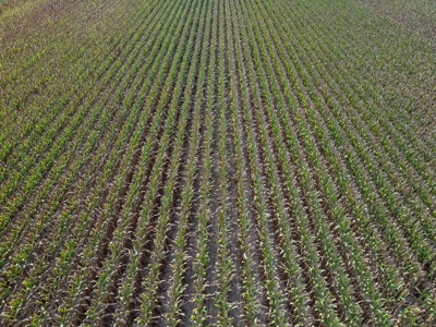 Tchula MS Delta 97 Acres for Sale - image 24