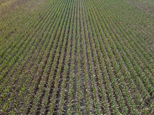 Tchula MS Delta 97 Acres for Sale