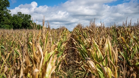 Tchula MS Delta 97 Acres for Sale - image 28