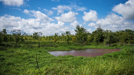 Tchula MS Delta 97 Acres for Sale - image 38