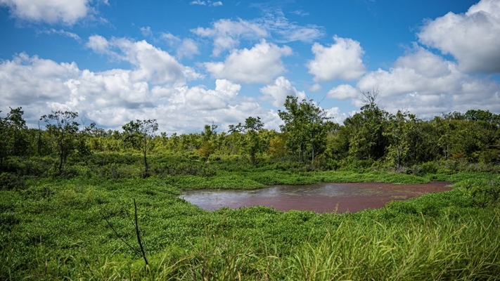 Tchula MS Delta 97 Acres for Sale
