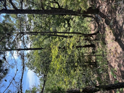 Home Site for Sale T Kiamichi Mountains - image 11