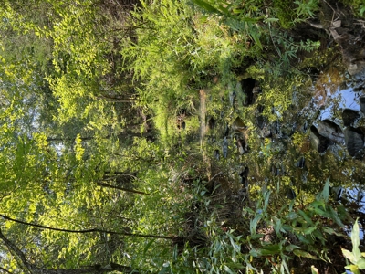 Home Site for Sale T Kiamichi Mountains - image 9