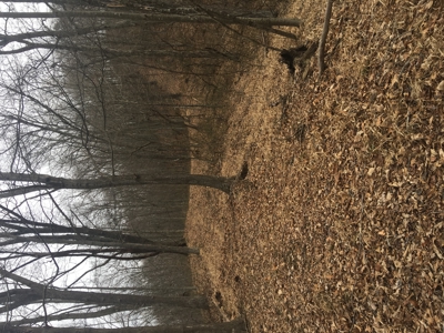 Country home with wooded land and pasture in Lewis county ky - image 8