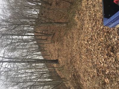 Country home with wooded land and pasture in Lewis county ky - image 10