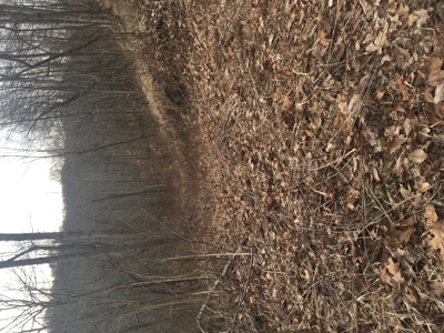 Country home with wooded land and pasture in Lewis county ky - image 9