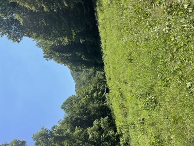 Country home with wooded land and pasture in Lewis county ky - image 35