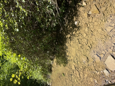 Country home with wooded land and pasture in Lewis county ky - image 32