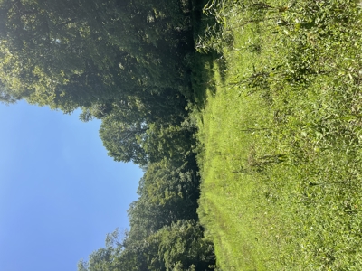 Country home with wooded land and pasture in Lewis county ky - image 34